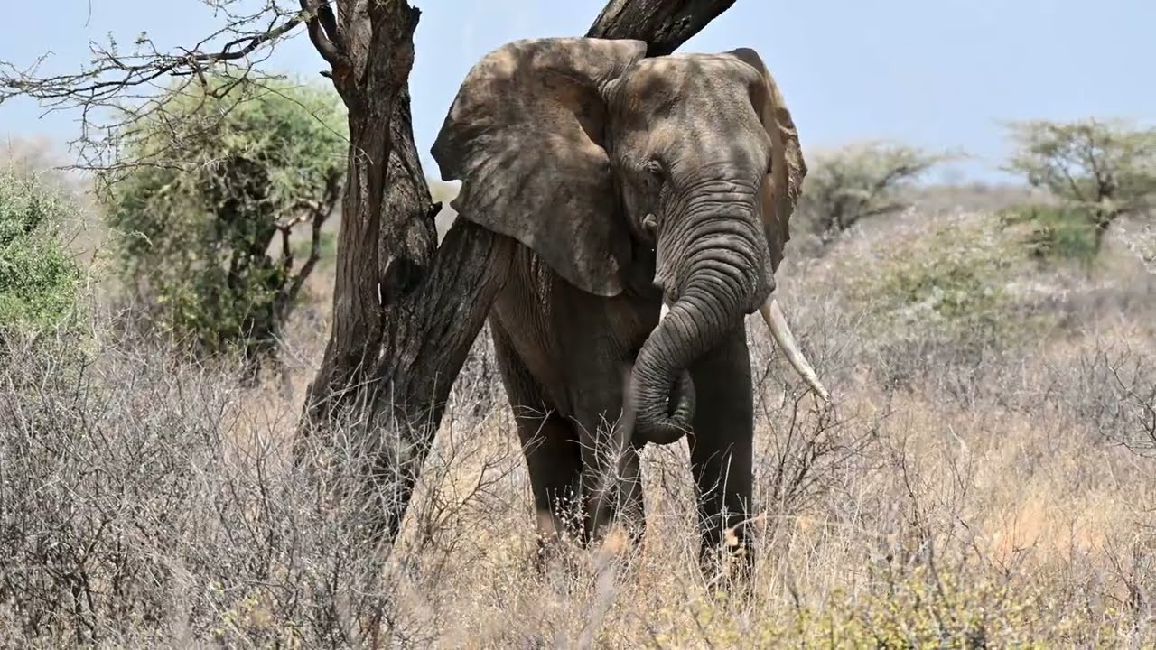 Kenia Safari 2025 (Trailer)