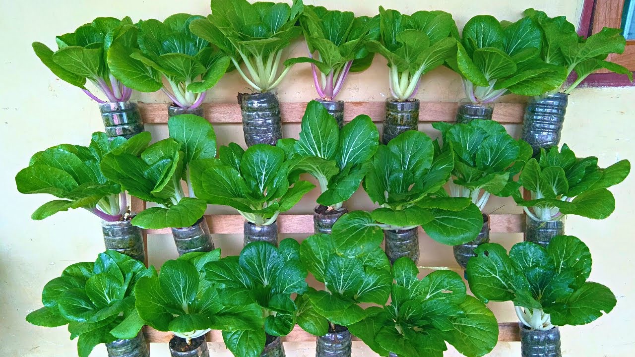 Growing vegetables for home with vertical rak