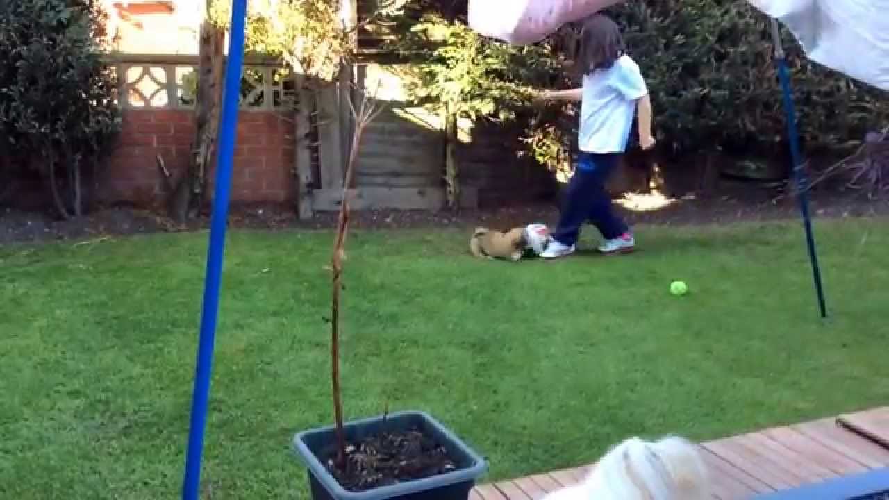 Cute Shih tzu puppy playing football