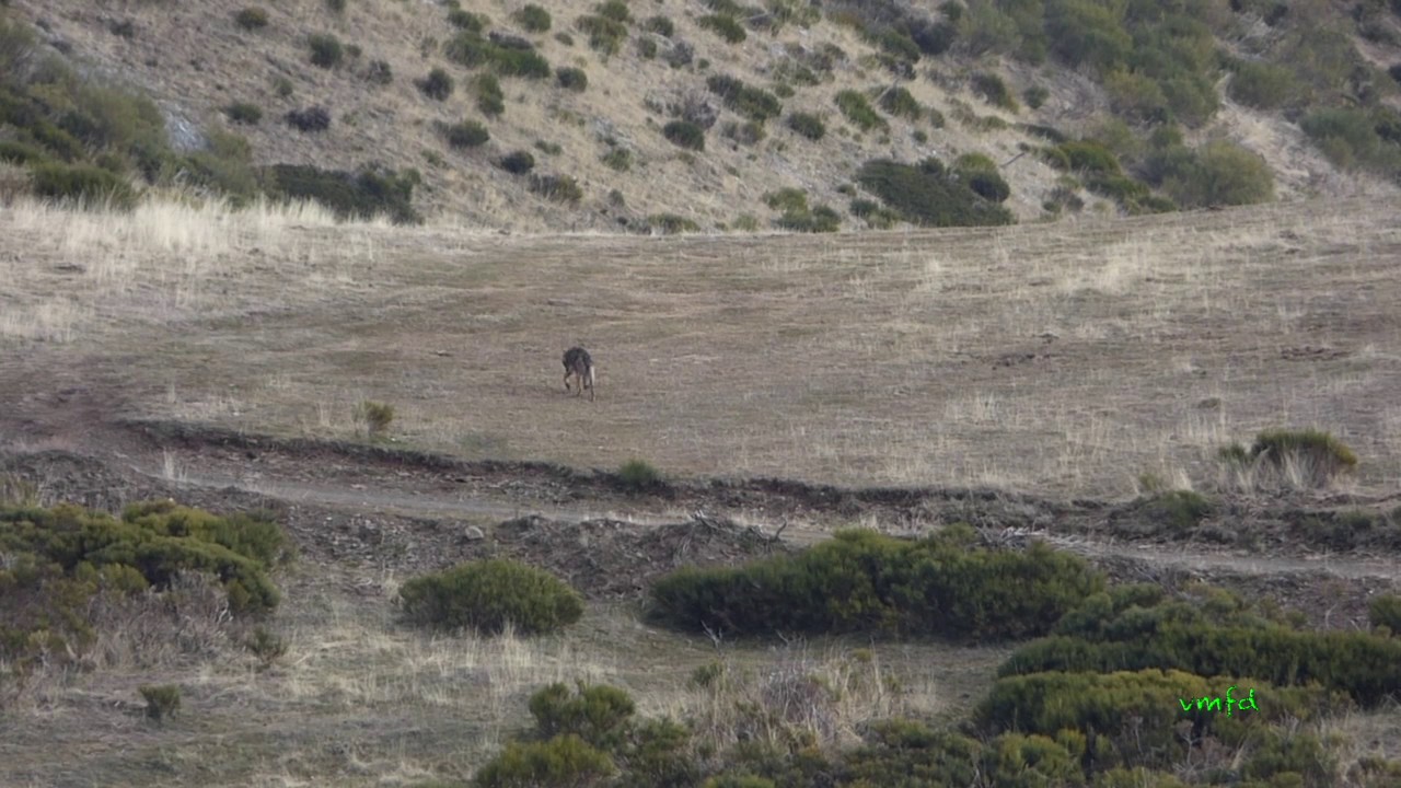 Lobos en Fuentes Carrionas