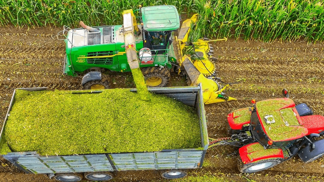 Кукуруза 2025 года, измельченная в грязи старой машиной John Deere 7750.
