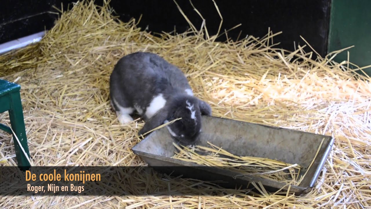 Dieren op de kinderboerderij