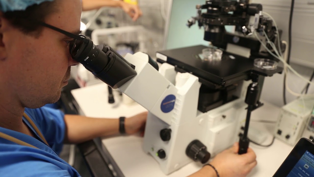 Desarrollo embrionario - Laboratorio IVI