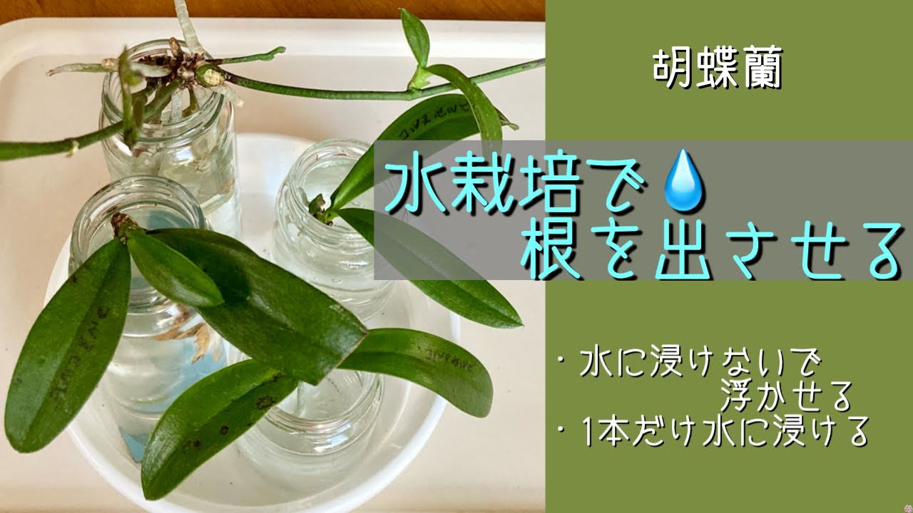 2025年9月3日　胡蝶蘭　根のない株に合わせた水栽培　お水に浸けない水栽培　1本の根だけを浸ける水栽培　お水にはメネデール100倍~200倍