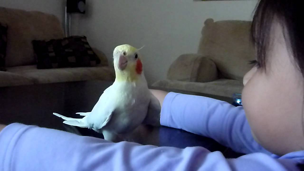 Cockatiel Sings 