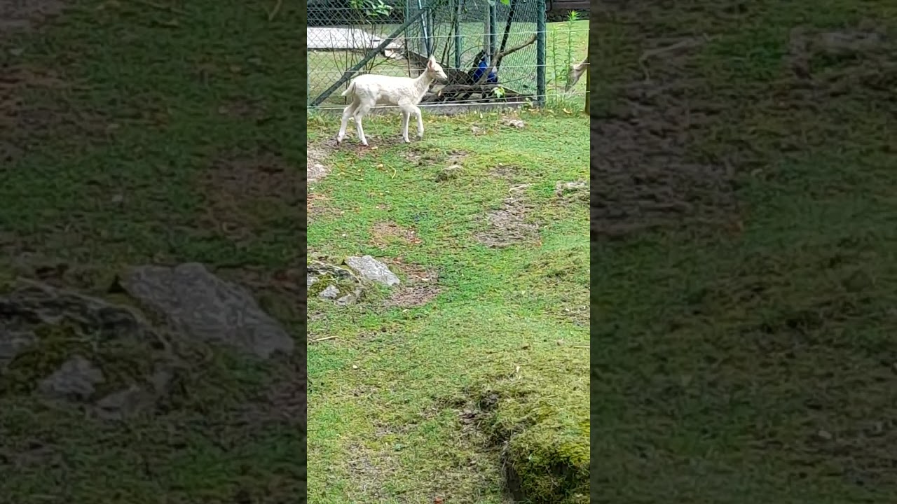 Cute young albino deer having fun 🦌😊 #bospark #adorable #shorts