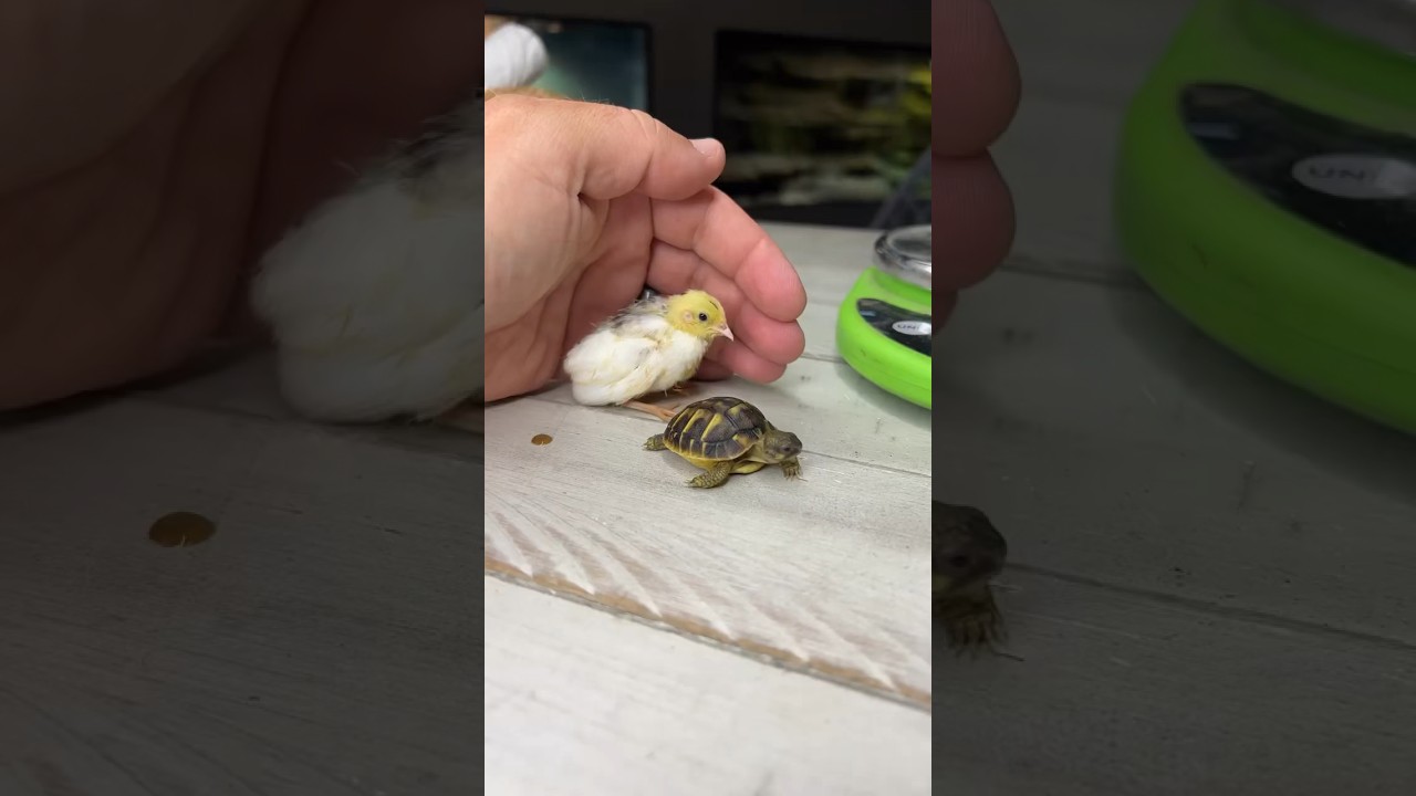 What weighs more? Baby tortoise or baby bird? #shorts