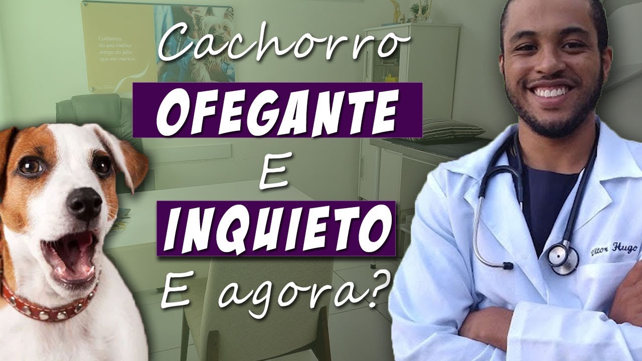 Meu Cachorro Está INQUIETO e OFEGANTE - O que fazer?