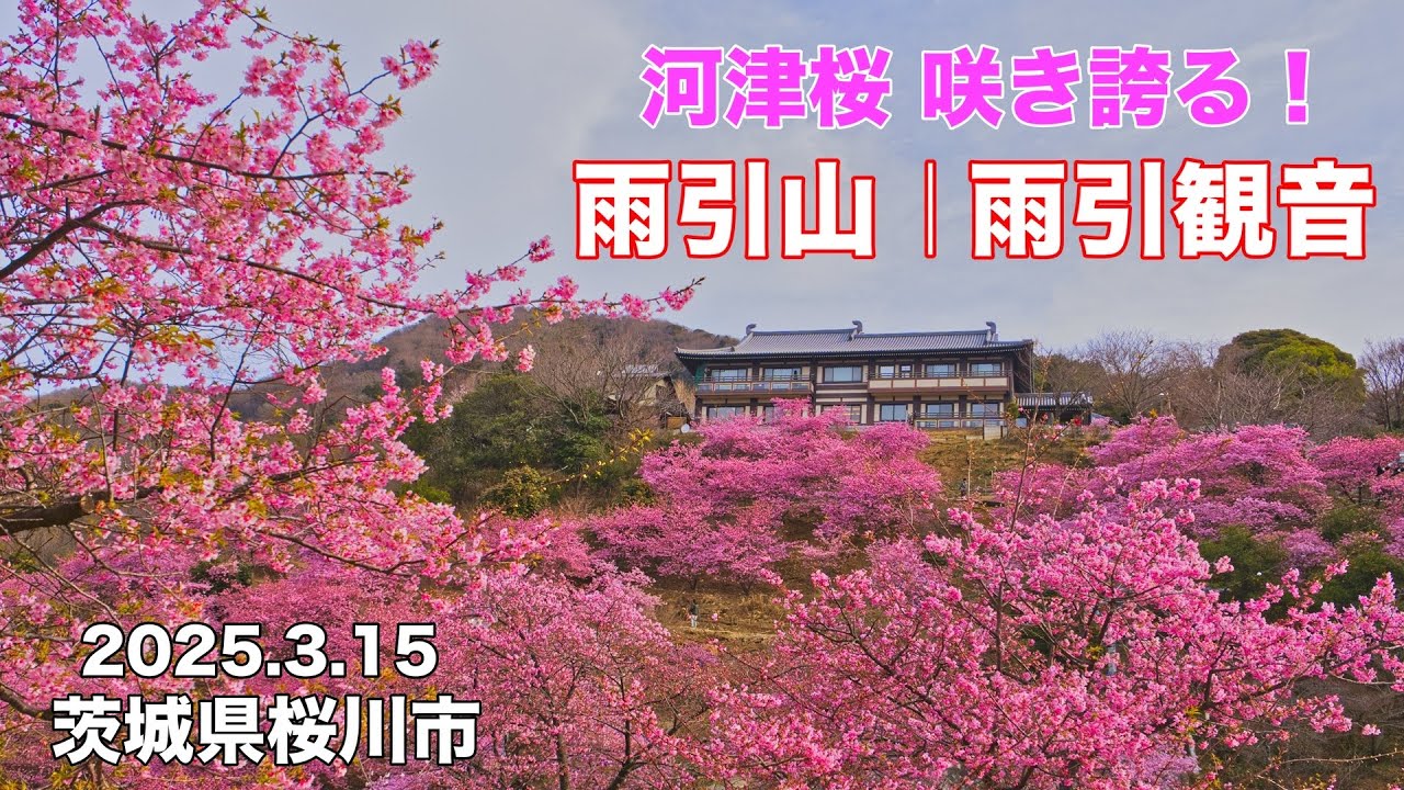 【登山】4K 河津桜満開！桜の名所 雨引山|雨引観音 ヤギとたわむれのんびりハイキング！茨城県桜川市