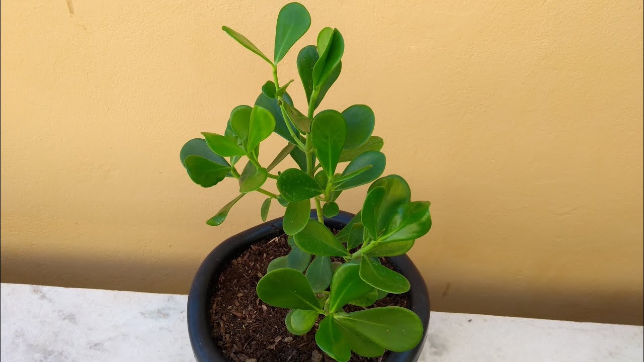 Clúsia: como plantar e cuidar.
