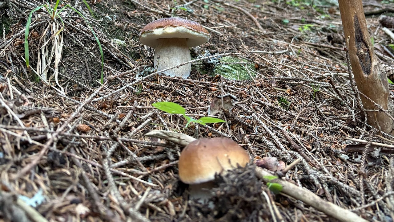 Чудеса леса: BOLETUS EDULIS!🍄‍🟫