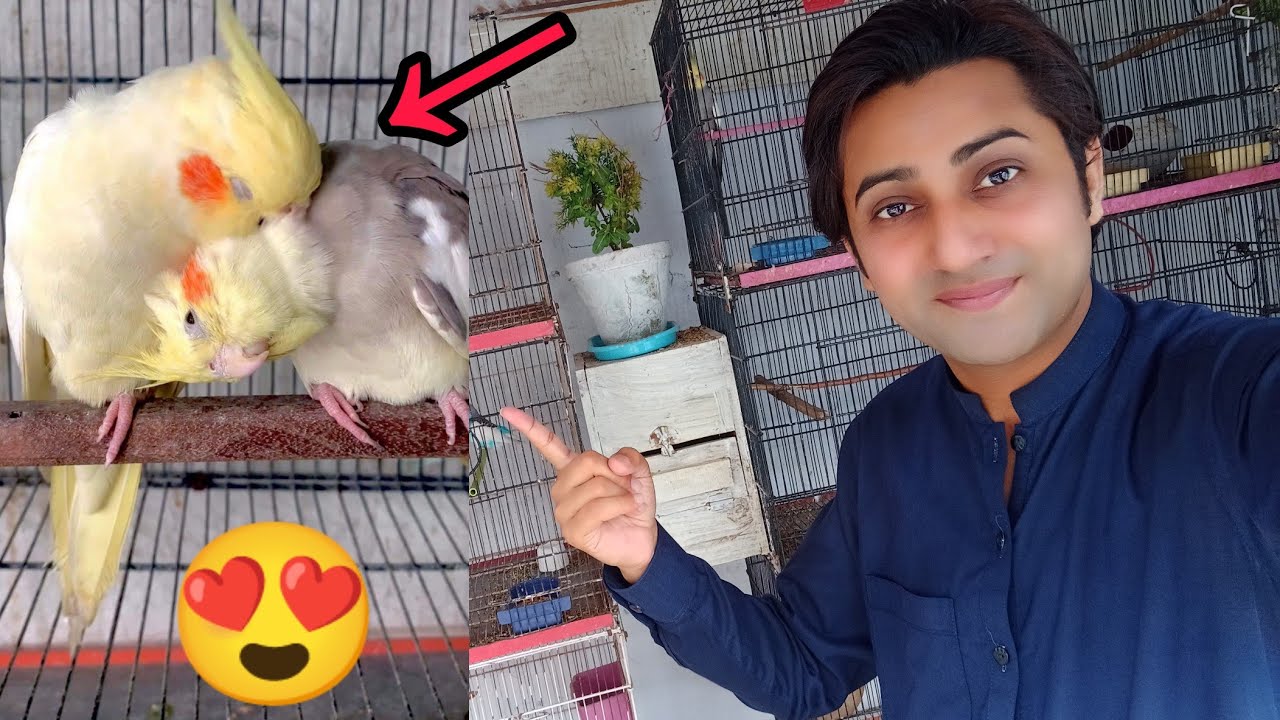 Hamen Kaise Pata lagega ke cocktail parrot Ka Joda laga hua hai🤔💯✅