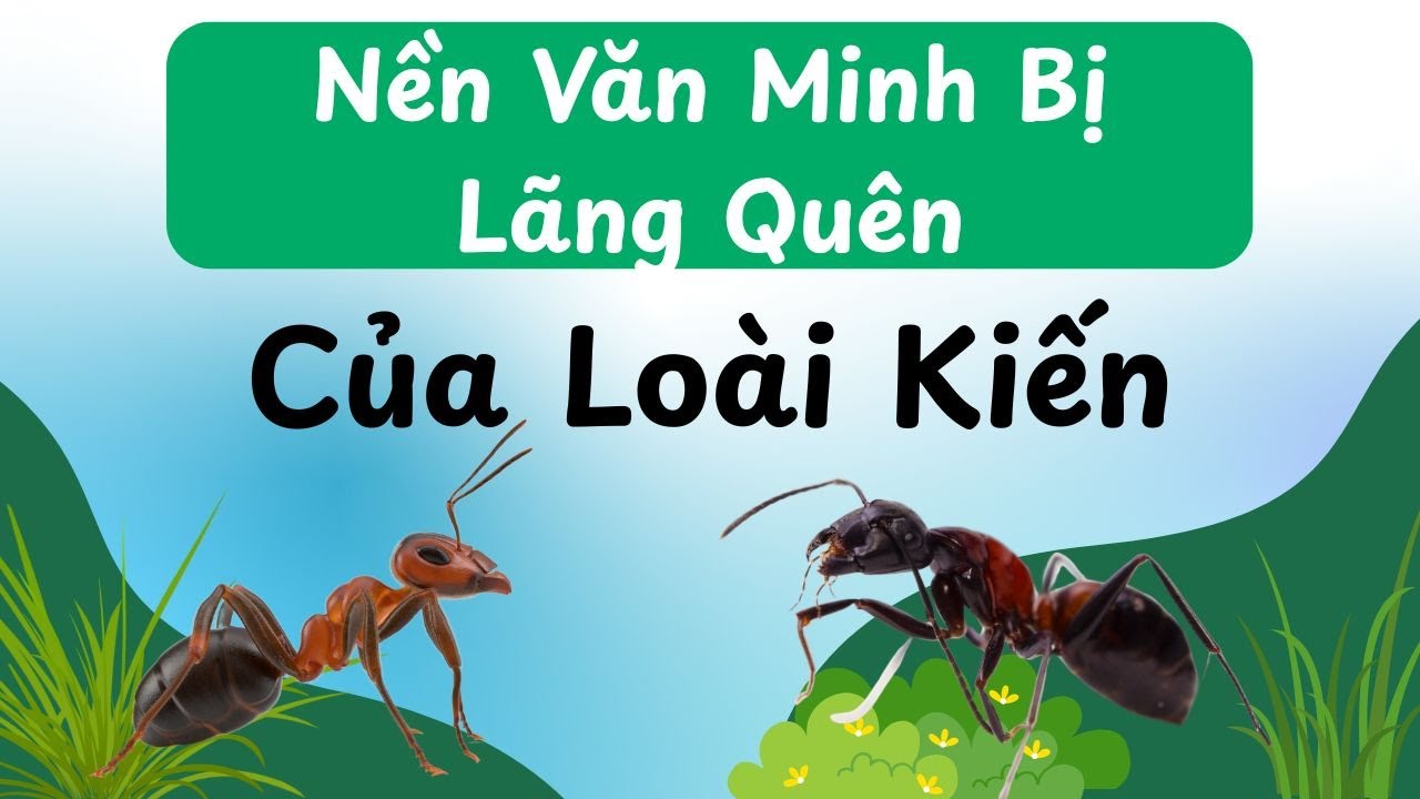 SỰ THẬT BỊ GIẤU KÍN VỀ LOÀI KIẾN: Tại Sao Chúng Thông Minh Hơn Chúng Ta Tưởng? 🤯🐜