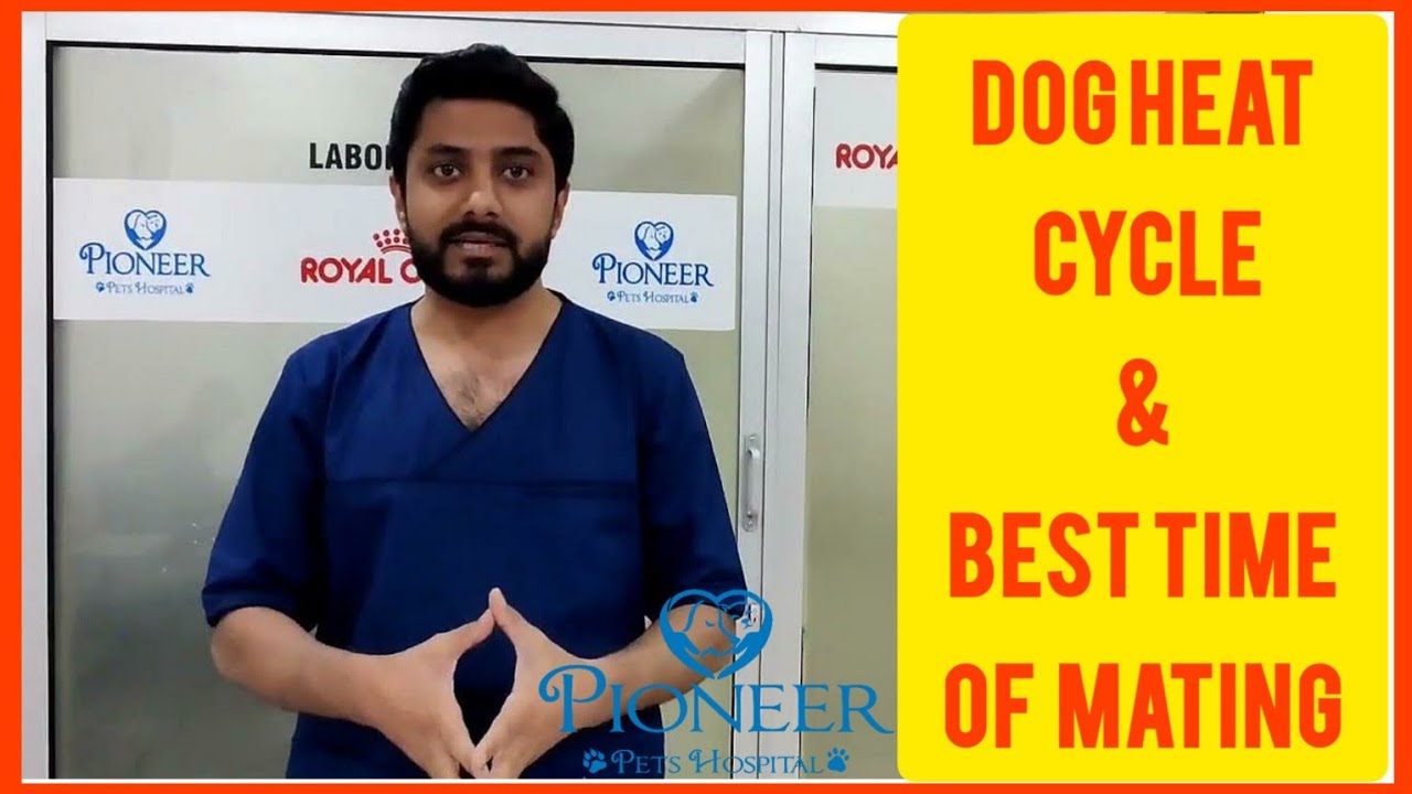 Dog Heat Cycle | Heat Signs | Best Time Of Dog Mating | Progesterone Test