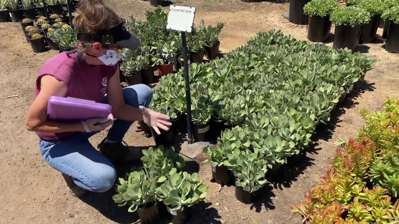 Покупка суккулентов с Лорой Юбэнкс в Waterwise Botanicals