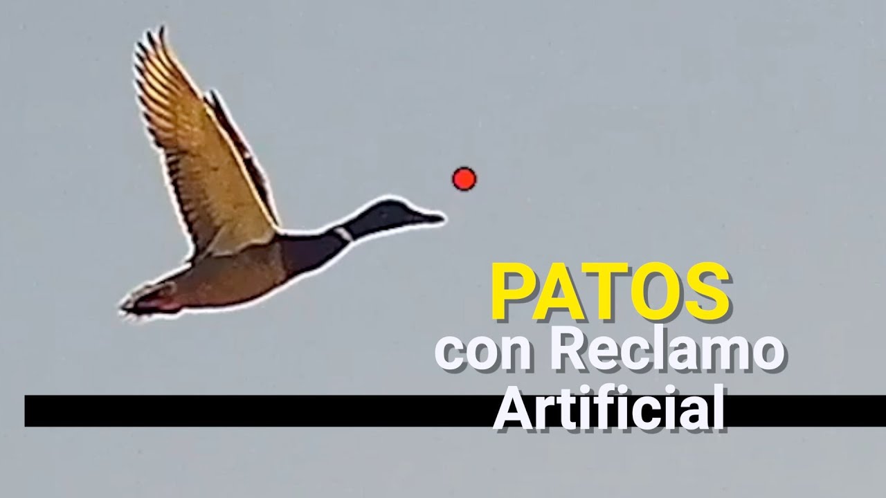 🦆CAZA DEL PATO 🦆 con reclamo artificial