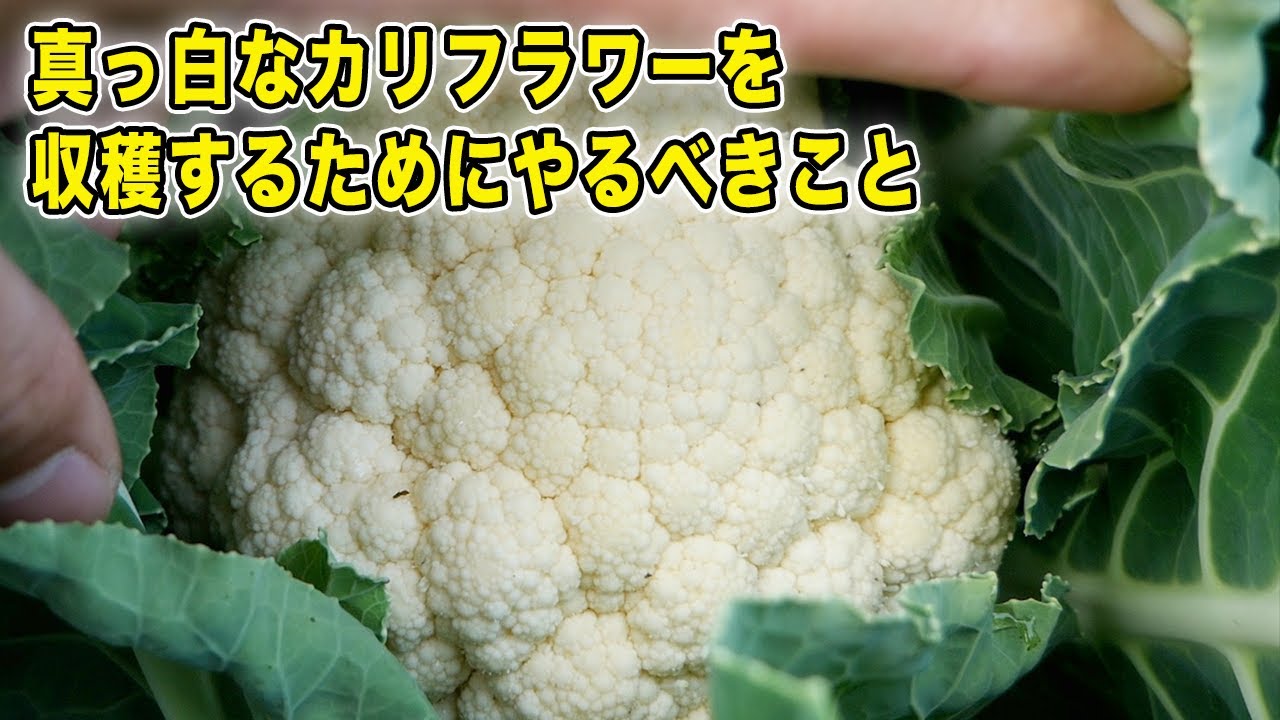 カリフラワー収穫　綺麗な真っ白にする一手間　初心者にオススメな品種も