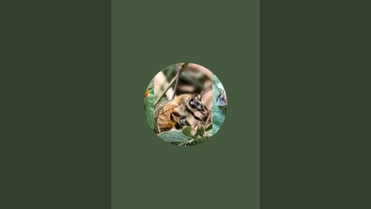 Bee#Bees#