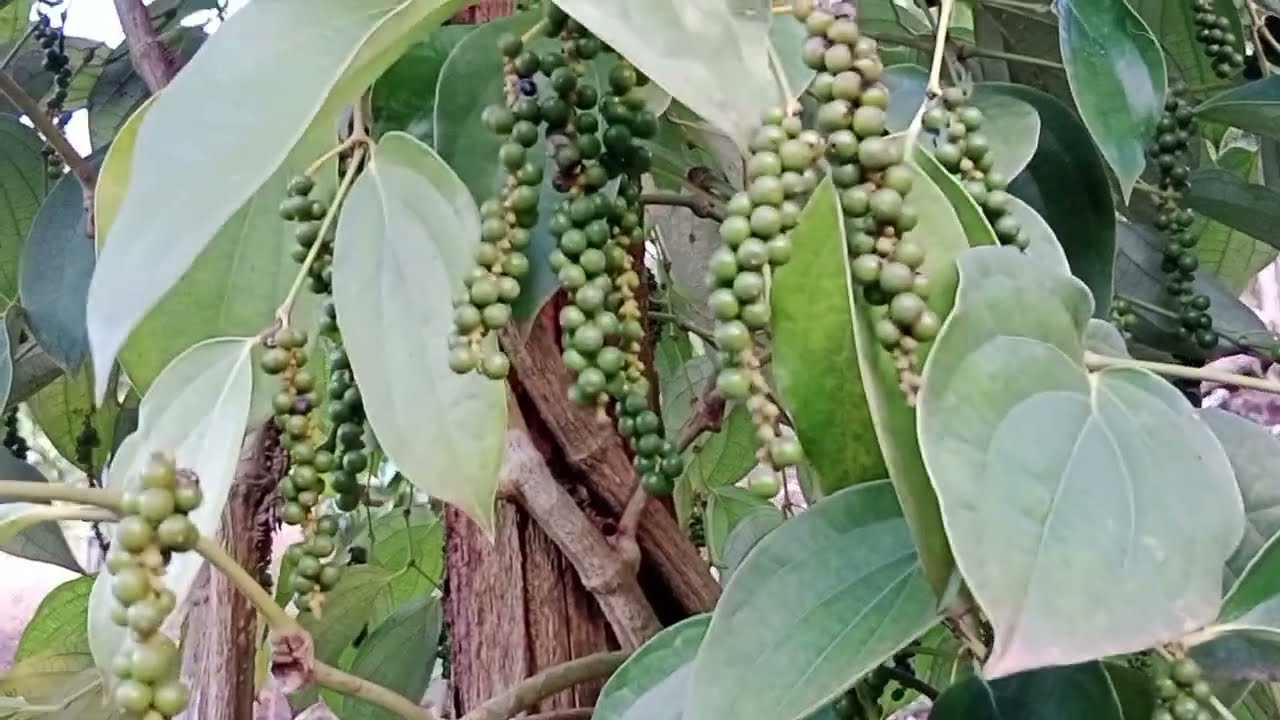 CARA MEMBUAT LADA HITAM, BERATNYA HAMPIR SAMA DENGAN LADA PUTIH.
