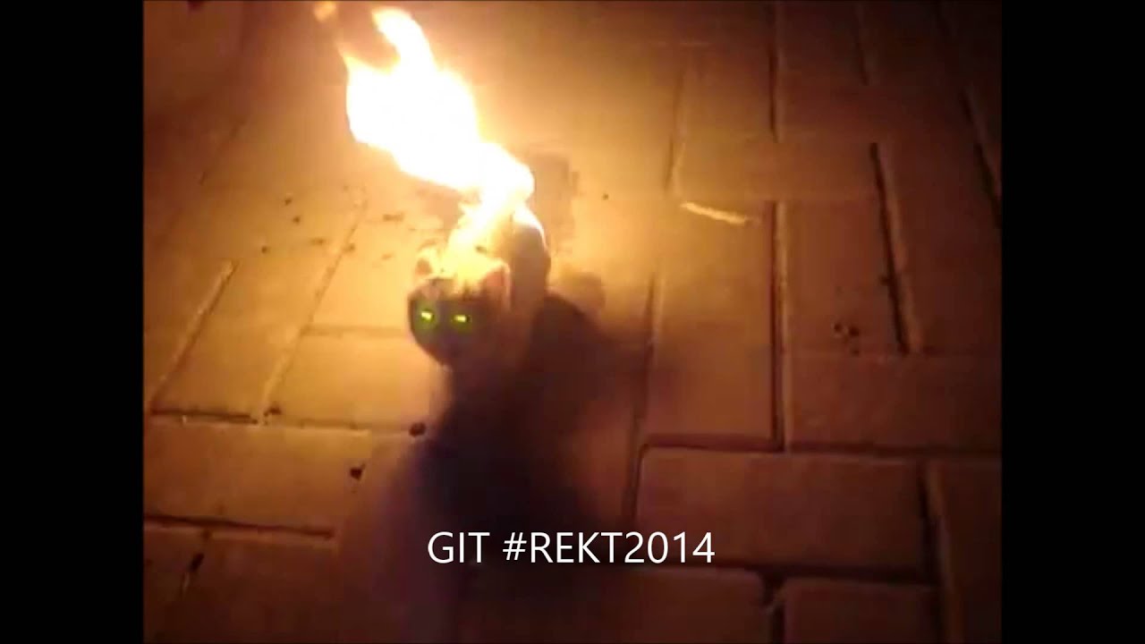 MLG Cat Swag must watch #gitrekt