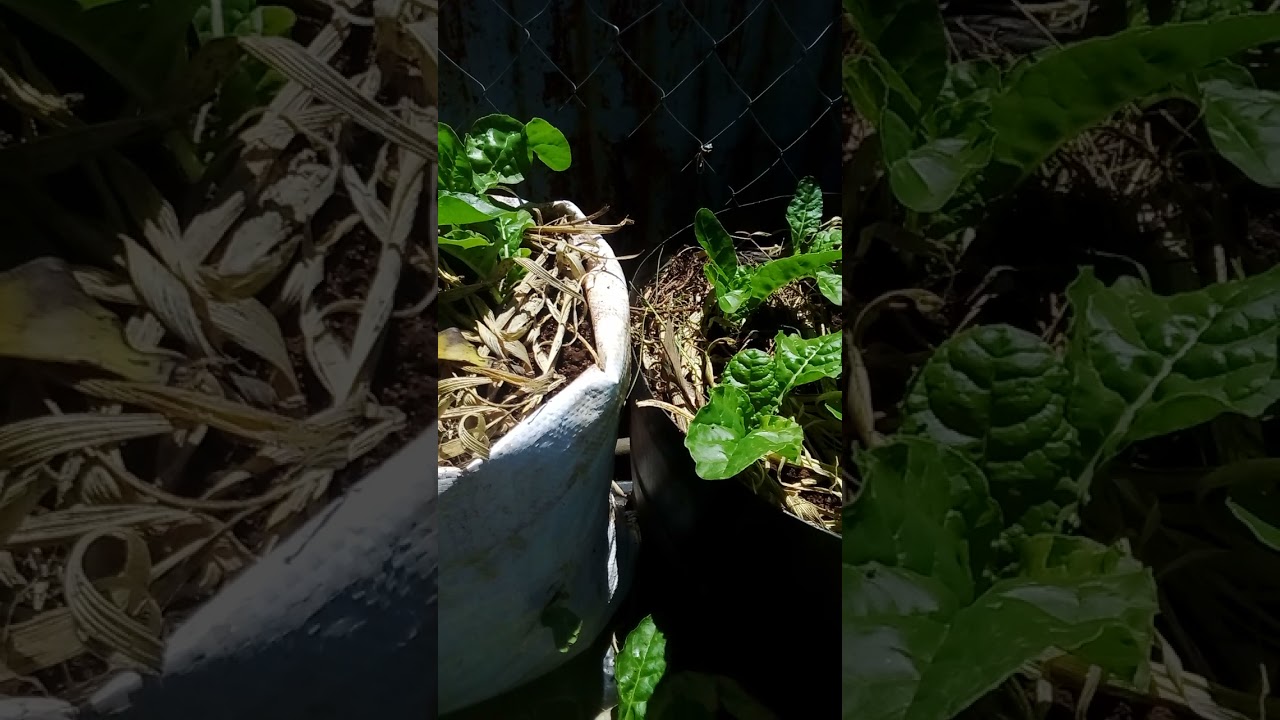 Why mulching is important to your vegetables?