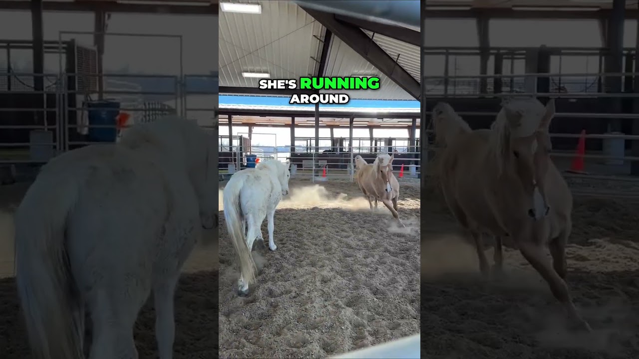 Understanding Horse Behavior: Playful Kicks and Happy Moments