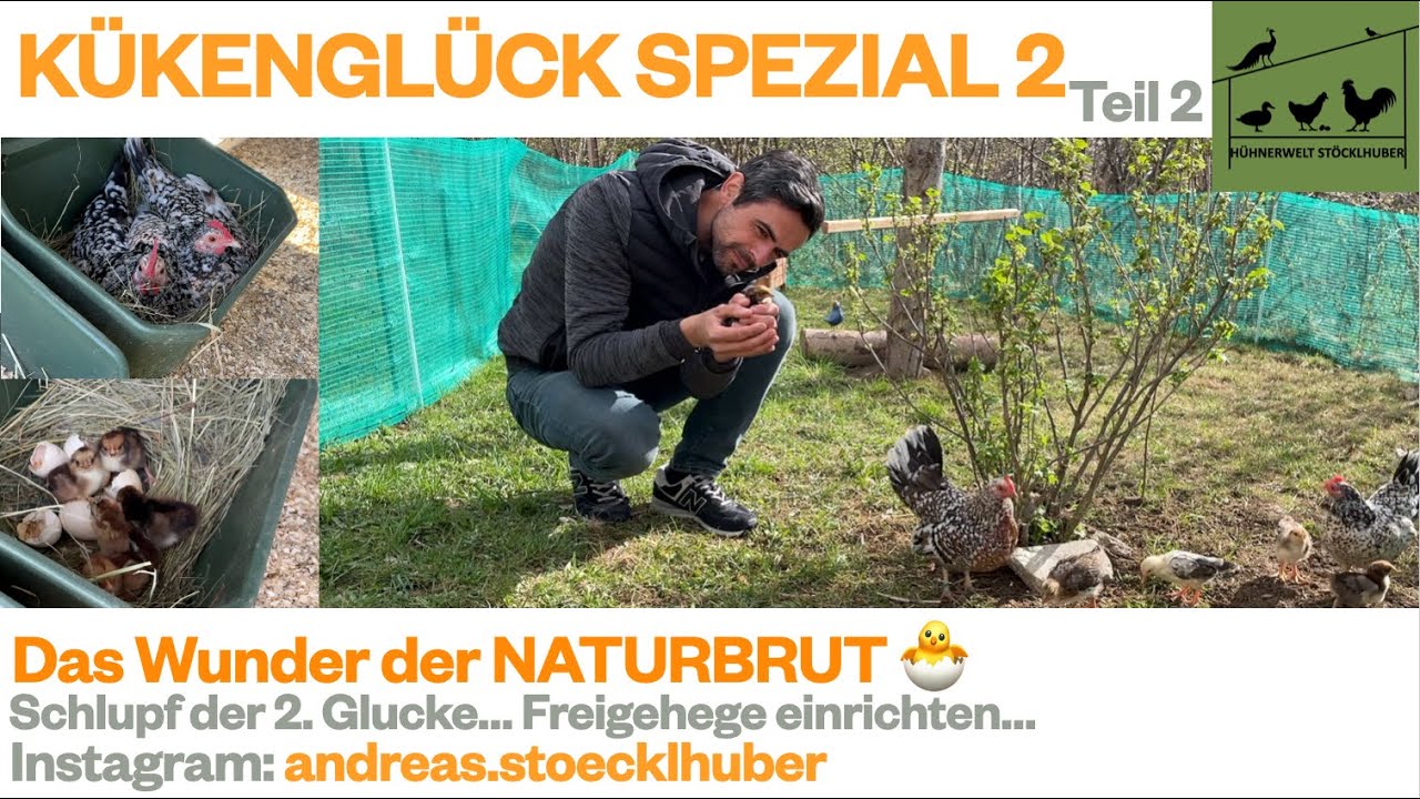 K&Uuml;KENGL&Uuml;CK Spezial 2 - Die Naturbrut Teil 2 - Viele Probleme, aber auch viele L&ouml;sungen 🐣