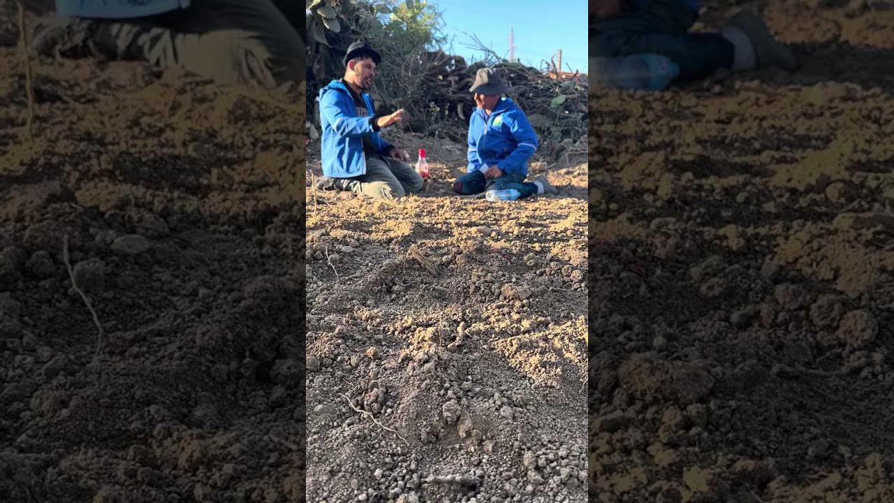 نعنوع دارا للميلود وقالو مدودة