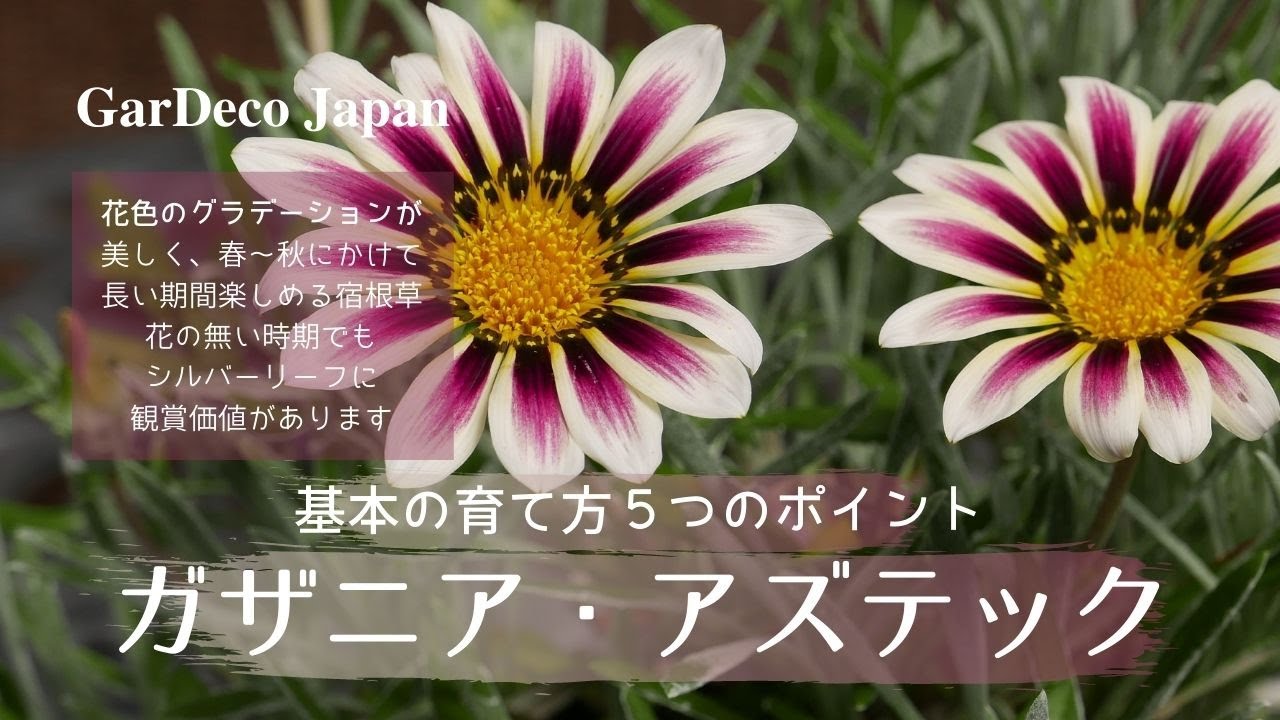 はじめてのガザニア・アズテック基本の育て方５つのポイント