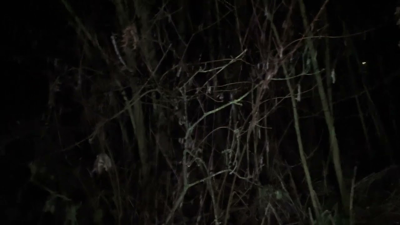 Everything that happened in the Rakes Forest at 