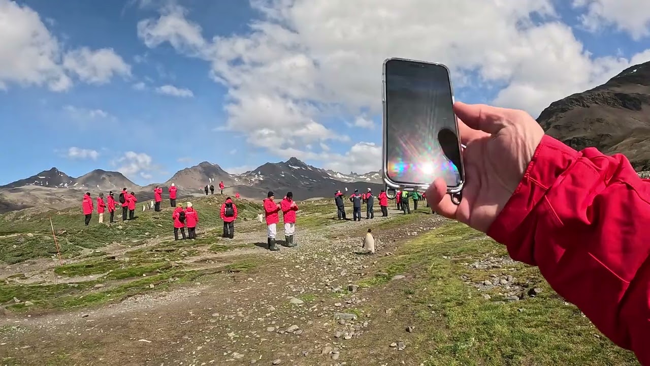 Walking Amongst King Penguins in Fortuna Bay