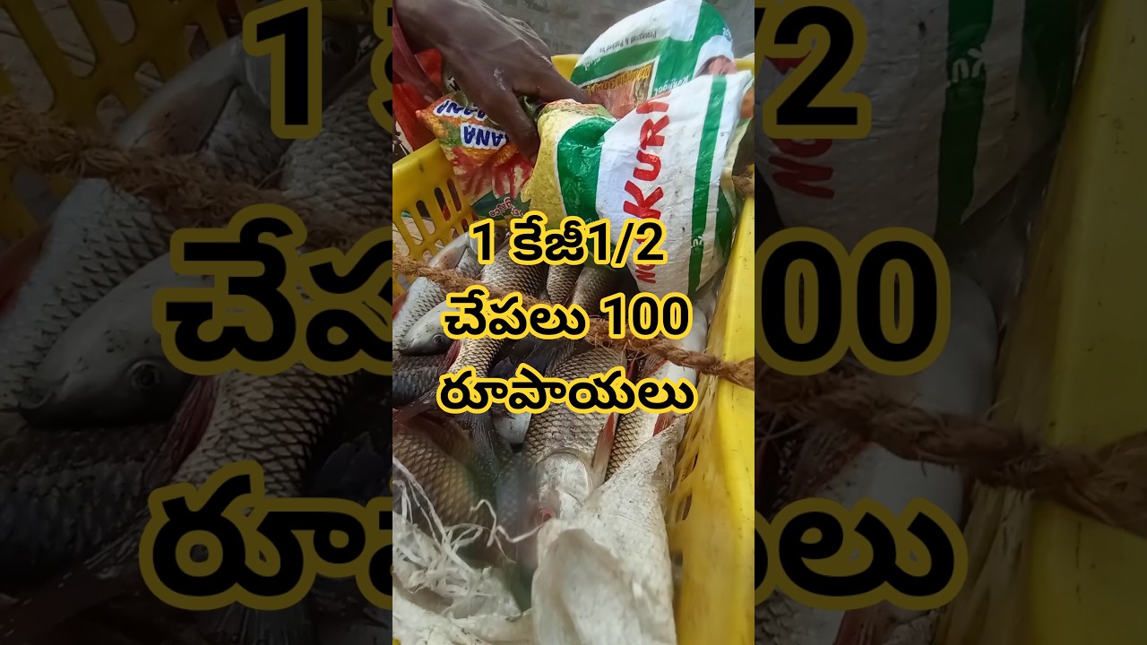 చేపలు ఇంత తక్కువ ధరకు అమ్మేశారు 🐠🐟#village #viral #trending