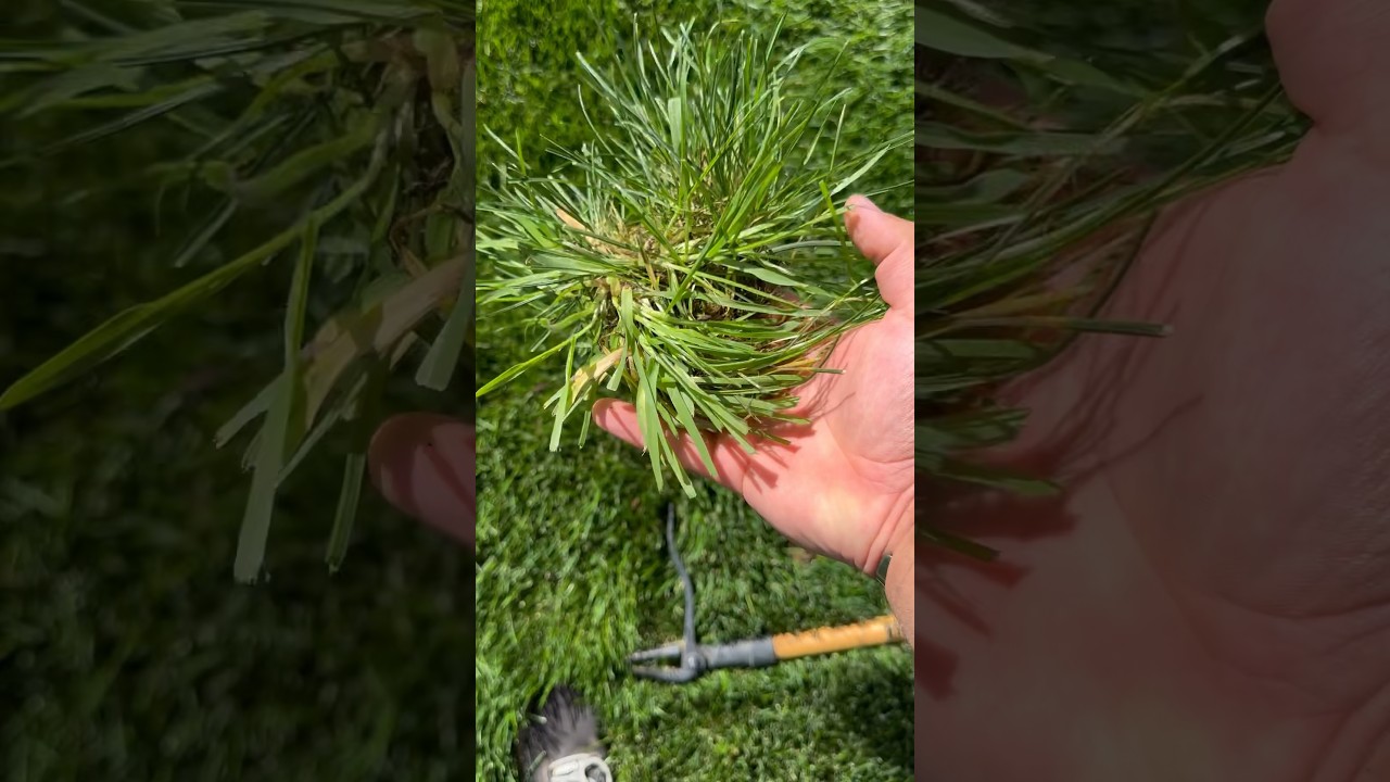 How to remove crab grass. #CRH