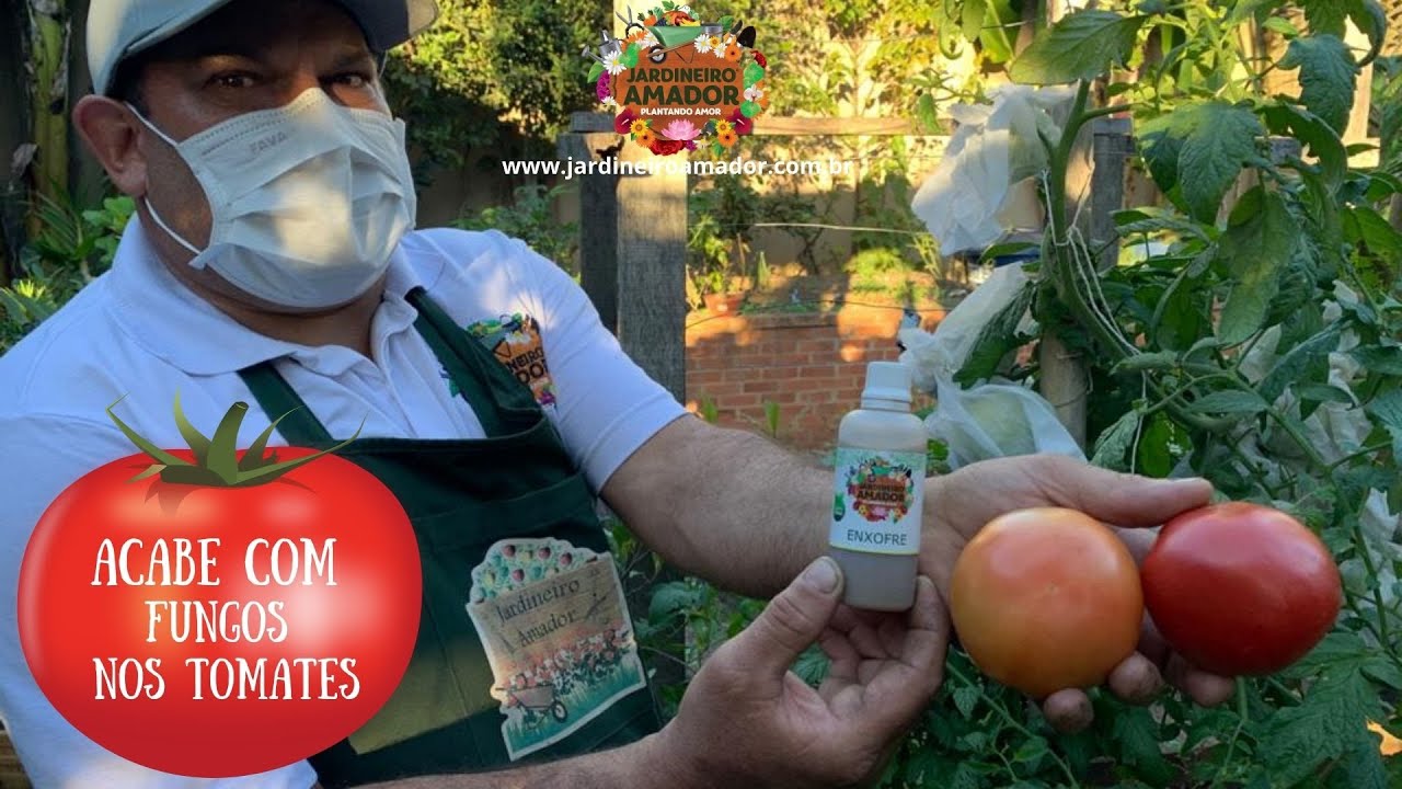 Como acabar com fungos no tomate usando enxofre líquido