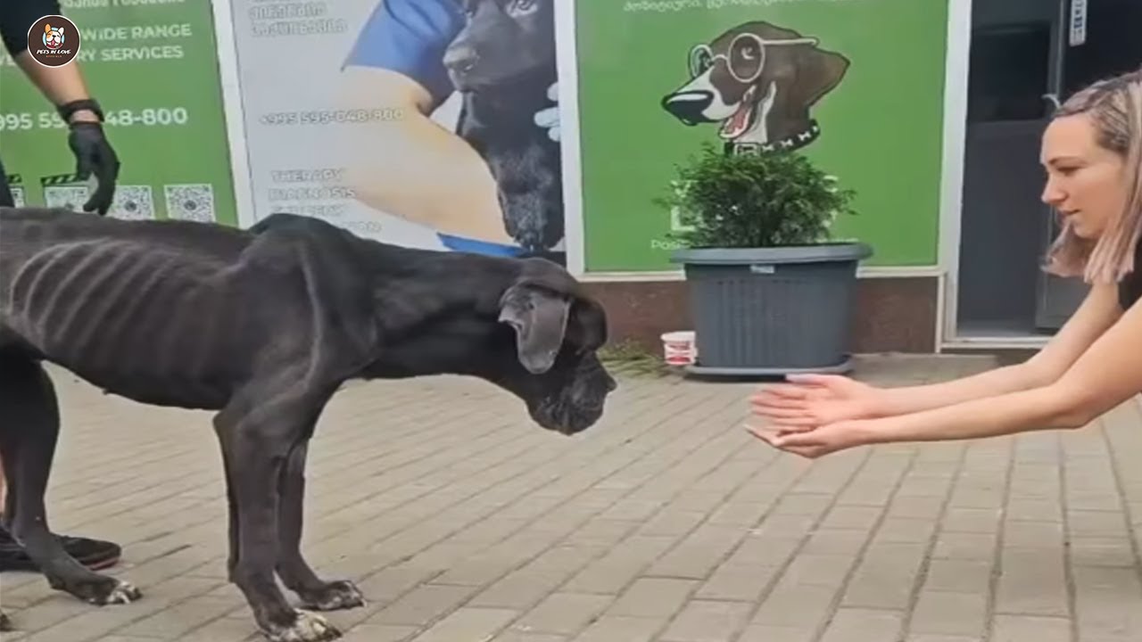 Exhausted and almost giving up on life, he cried as he ran to hug his owner once more