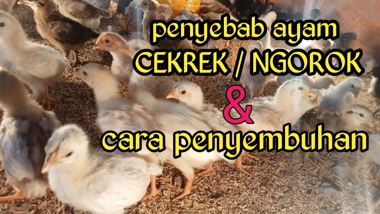 penyakit CEKREK dan ngorok pada ayam, // penyebab dan solusinya.