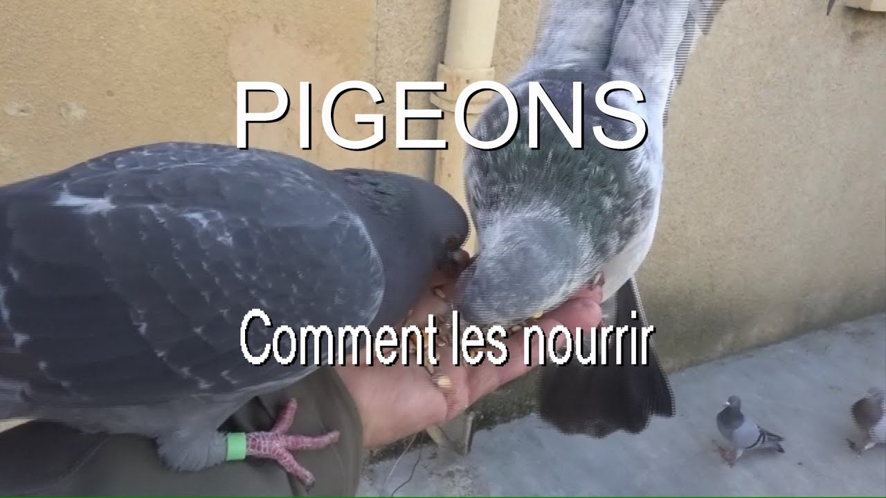 Pigeons leurs graines pr&eacute;f&eacute;r&eacute;es (tr&egrave;s &eacute;tonnant ) LC VIDEO