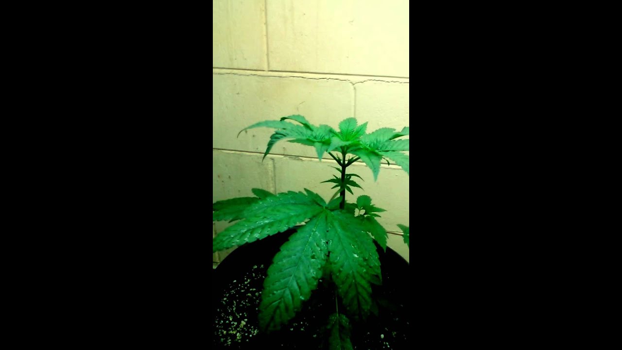 Bushdoctor vs fox farm the grow big and plant food