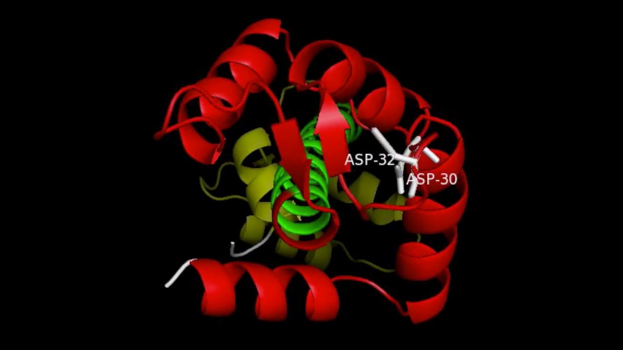 Troponin C and the Troponin Complex