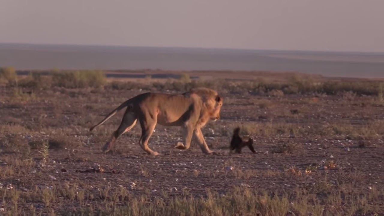 Honey Badger vs Lion This is Way Too Much 