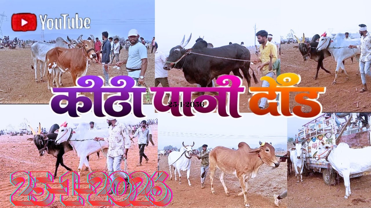 👑 बैलगाड़ी ब्लॉक 👑🔥 देसी ब्लॉक बैलगाड़ी 🔥#DesiBailgadiRace#DesiBailgadiBlock#BailgadiRacing