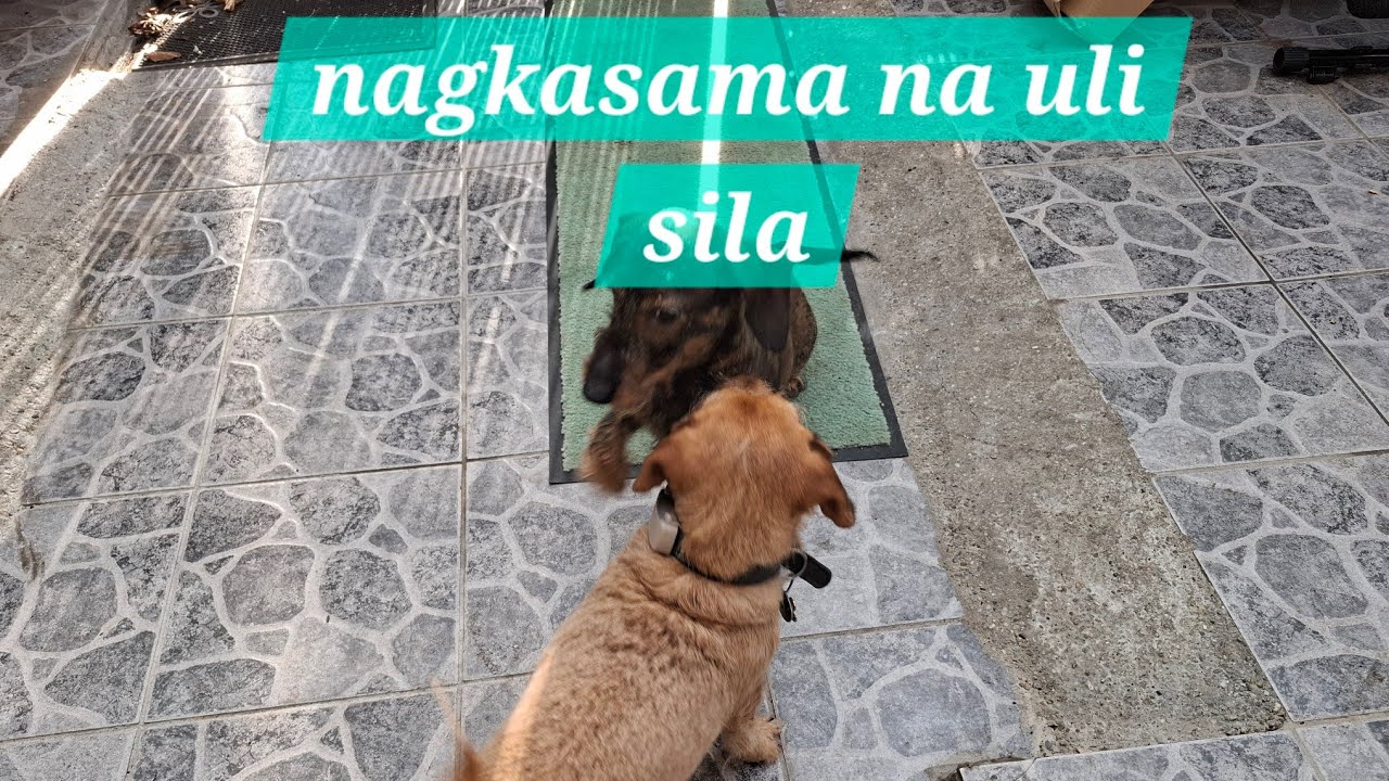 NAGKASAMA NA ULI SILA.LOKI&LUMPI#mariaflemm