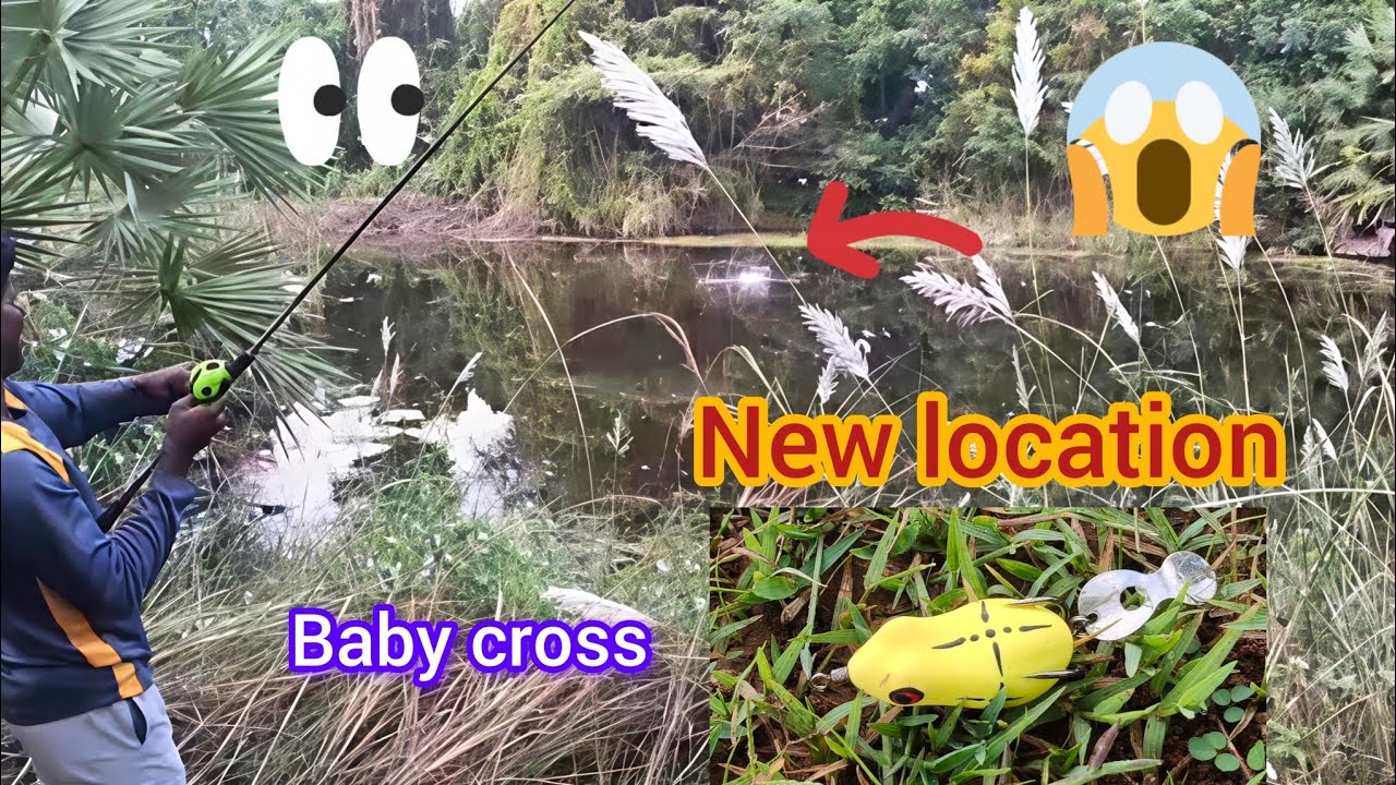 #frog fishing  ⭕💢 மதியம் கடும்🌞 வெயிலில் 🚀😱ராக்கெட் வேகத்தில் பிடித்த நாட்டு விரால் மீன்கள் 🐟🎣