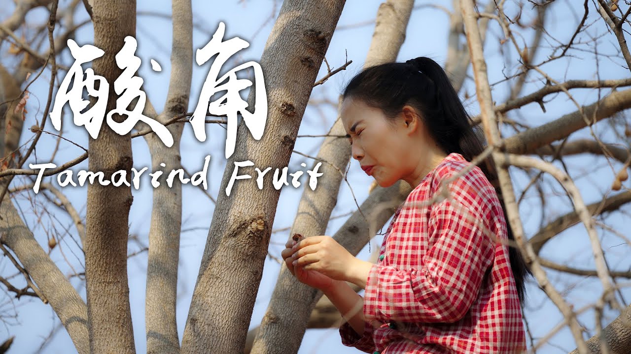 「一席一果」酸角——云南酸味最独特、水份最少的水果【滇西小哥】