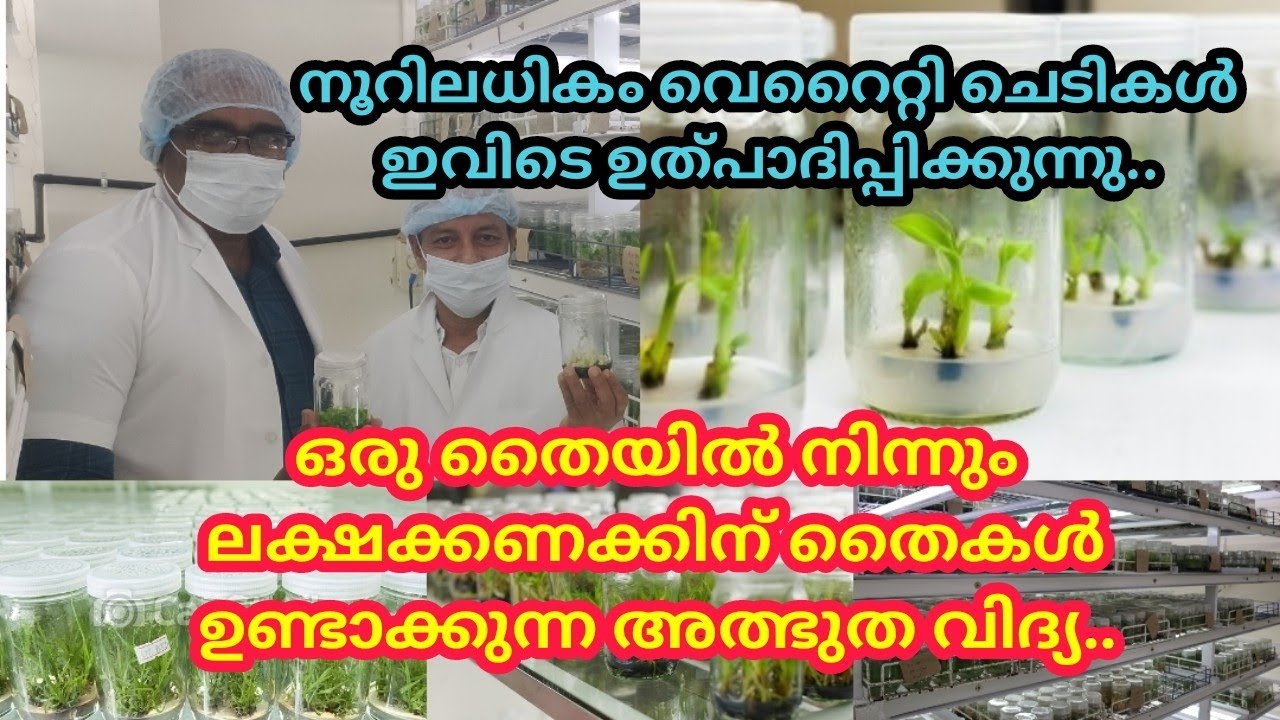 നിങ്ങൾ ടിഷ്യുകൾച്ചർ ലാബ് നുള്ളിൽ ചെടികൾ ഉണ്ടാക്കുന്നത്  കണ്ടിട്ടുണ്ടോ? Tissue Culture Lab Malappuram