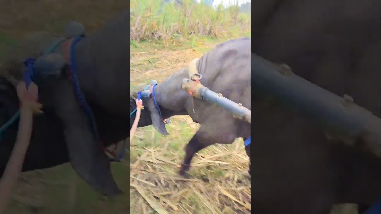 Wait_for_last-😱😲 #jhota 🔥😡 #cow #music #funny #news #game #bull 🐃💪#follow #football #villagelife
