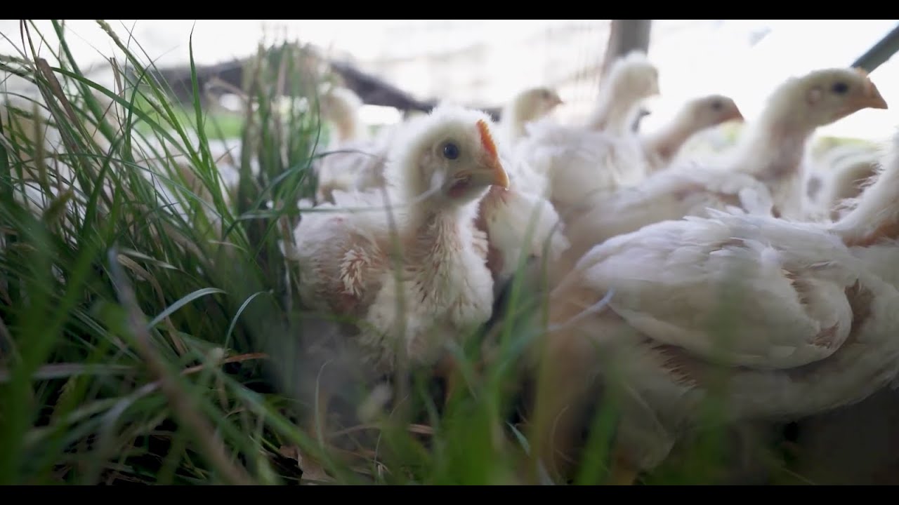 How American Farmers Raise 100,000 Chickens on Pasture