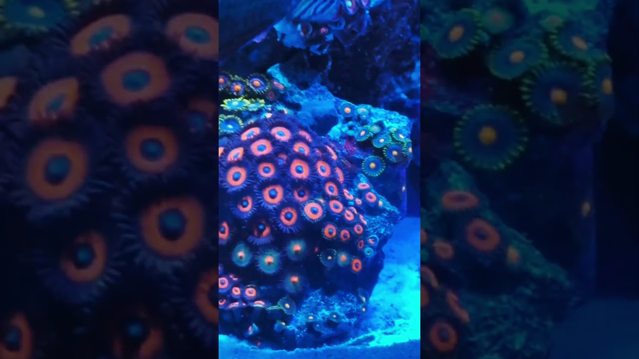 Check out this Goniopora garden and Zoa garden