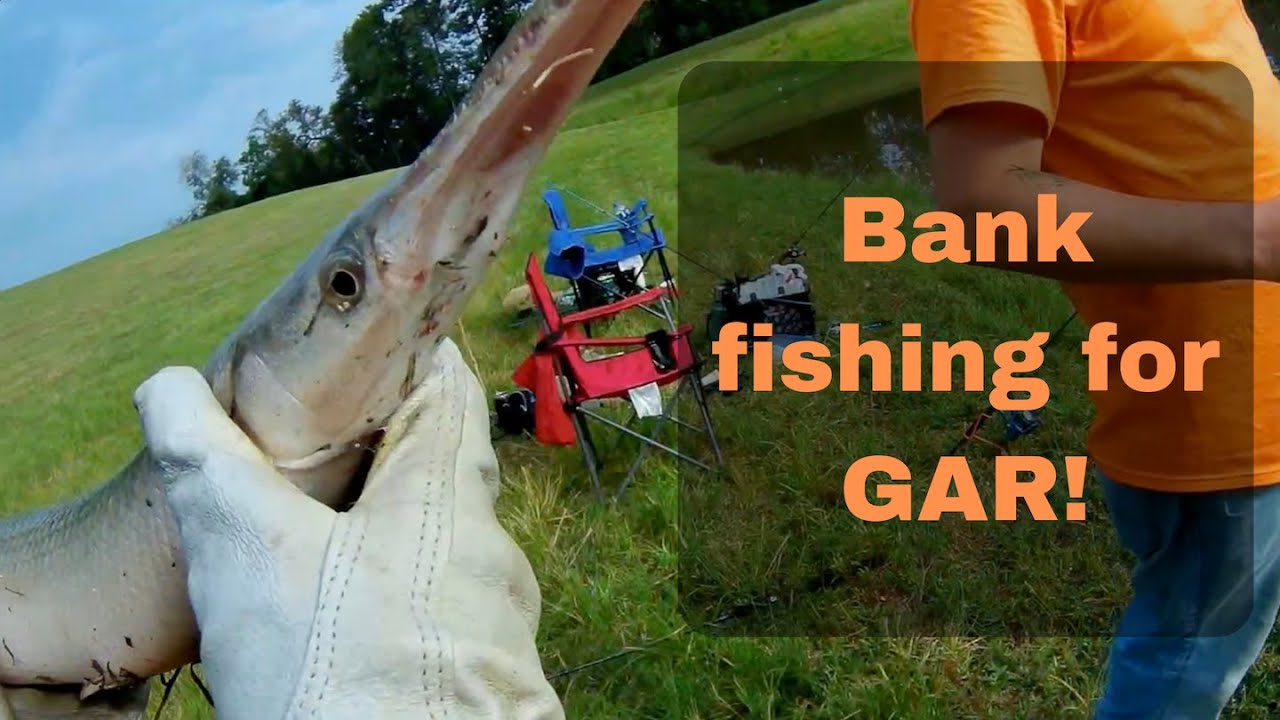 Bank Fishing For Gar