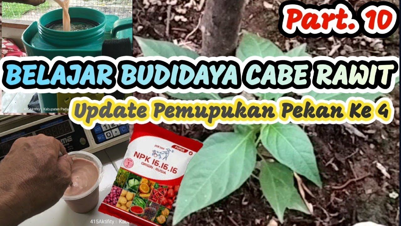 BELAJAR BUDIDAYA CABE RAWIT PART. 10 : Update Pekan Ke 4 Treatment Pemupukan, dan Pengendalian Hama